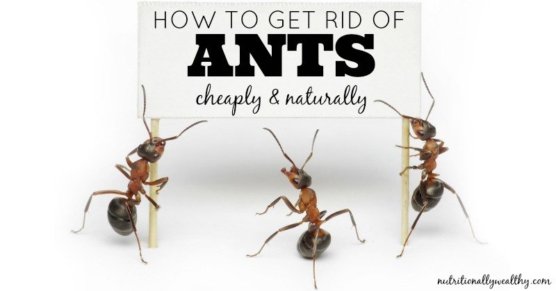 How to get rid of ants cheaply and naturally | Nutritionally Wealthy