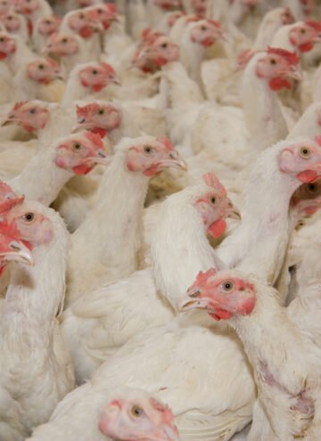 Welcome to the Secret world of Cheap Chicken