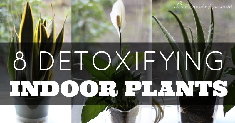8 Detoxifying Indoor Plants that act like Air Filters (3 of them are very hard to kill!)